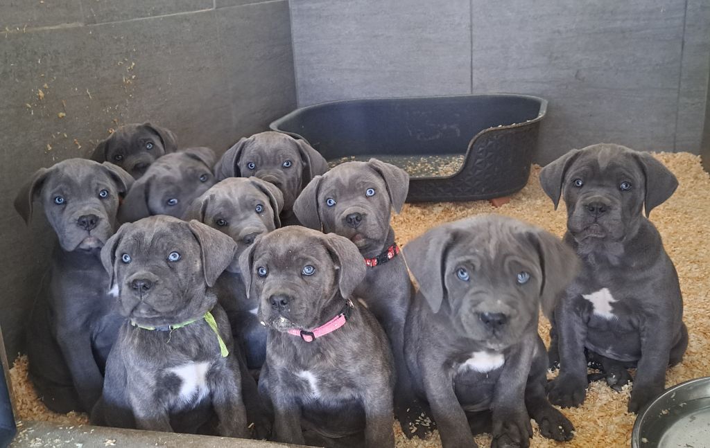 chiot Cane Corso Des Terres De La Meouge