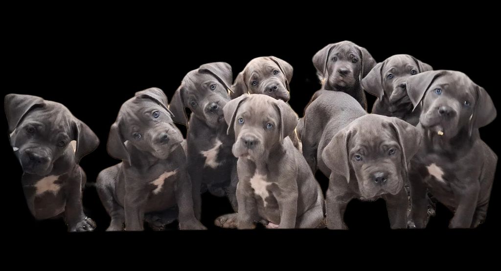 chiot Cane Corso Des Terres De La Meouge