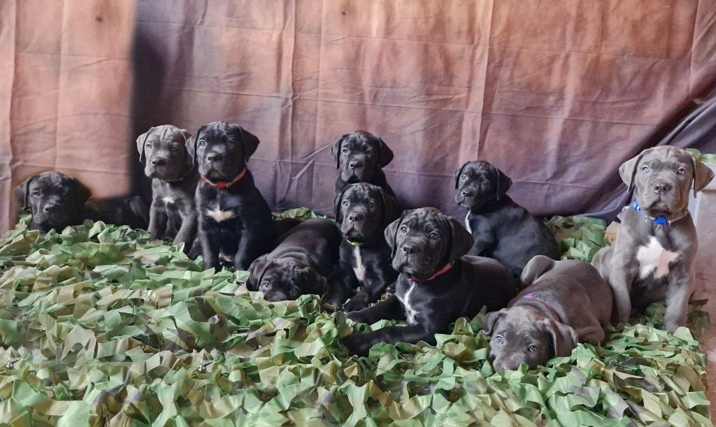 chiot Cane Corso Des Terres De La Meouge