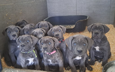 Des Terres De La Meouge - Cane Corso - Portée née le 11/01/2023