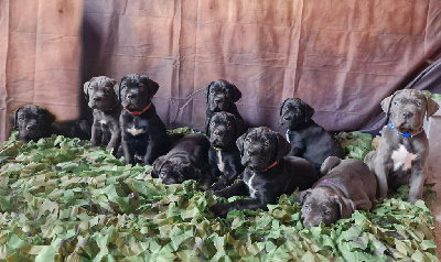 Des Terres De La Meouge - Cane Corso - Portée née le 08/07/2024