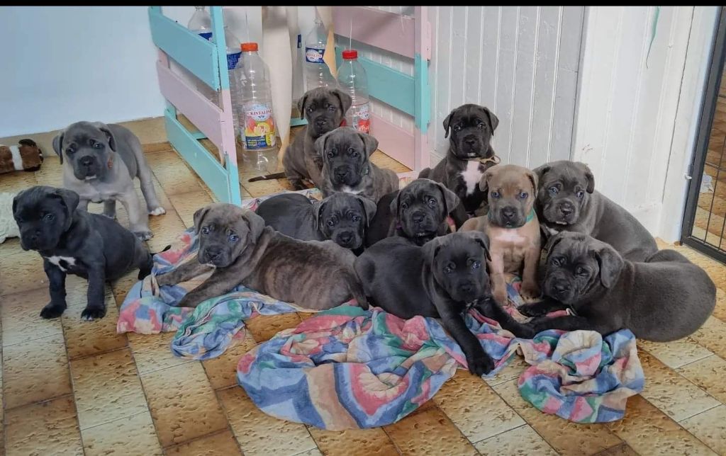 Des Terres De La Meouge - Cane Corso - Portée née le 27/07/2021