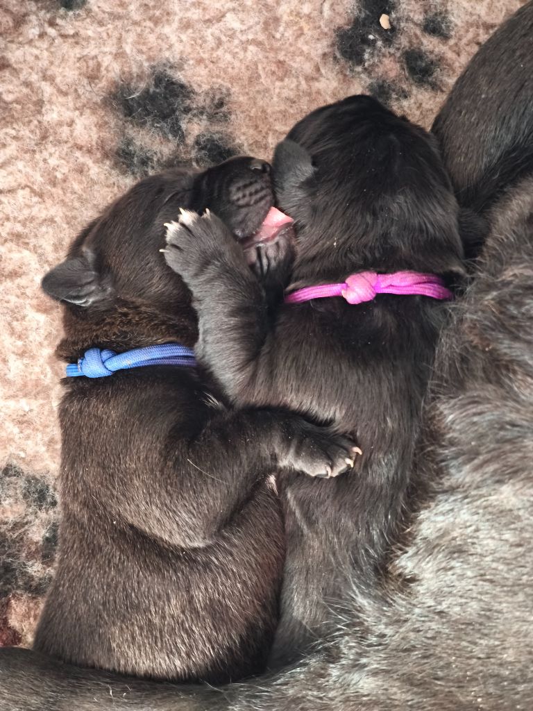 chiot Cane Corso Des Terres De La Meouge