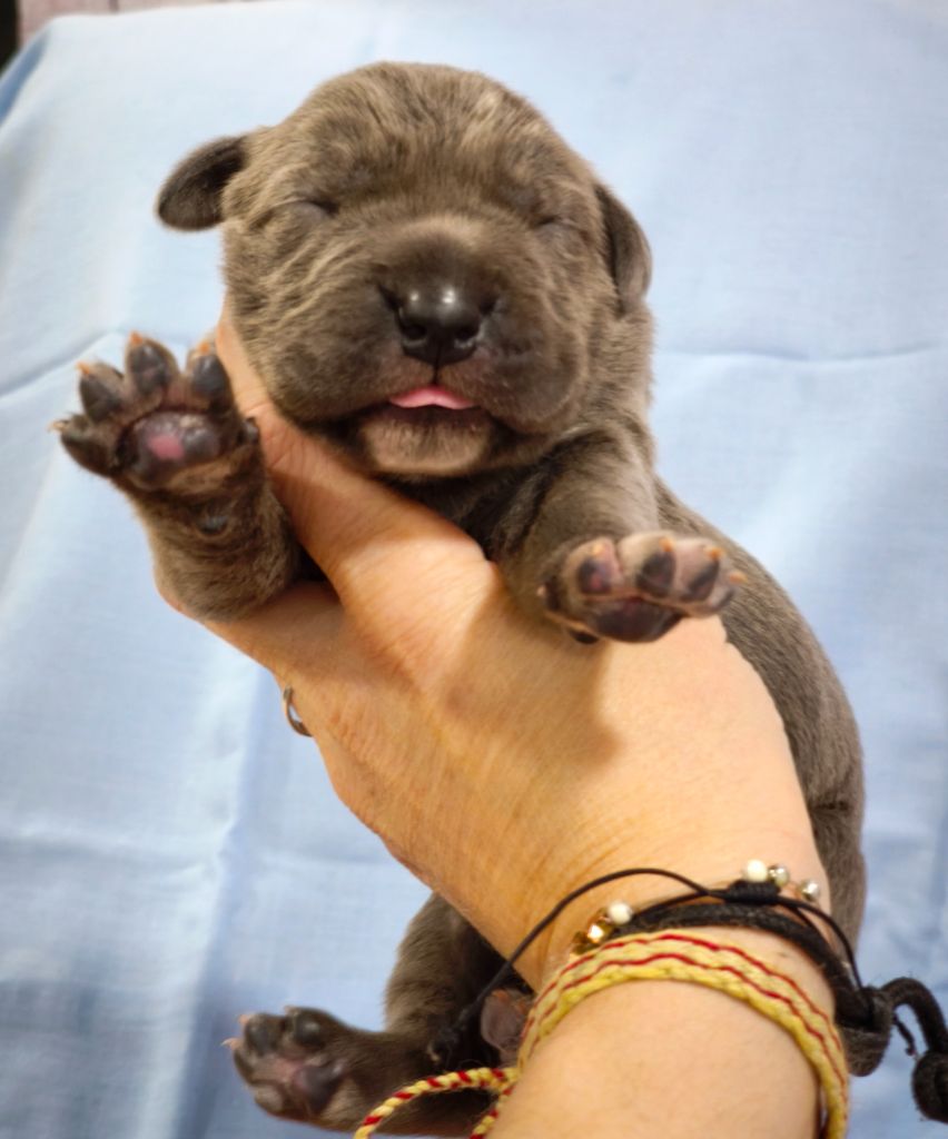 Des Terres De La Meouge - Chiot disponible  - Cane Corso