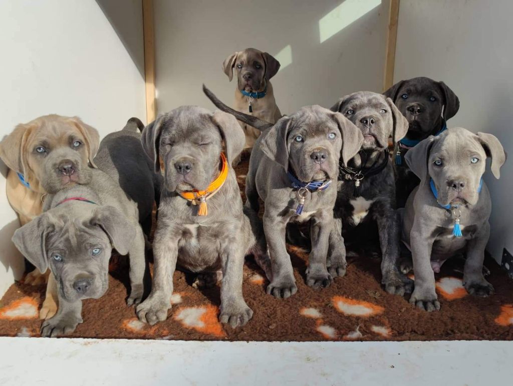 Des Terres De La Meouge - Cane Corso - Portée née le 03/09/2021