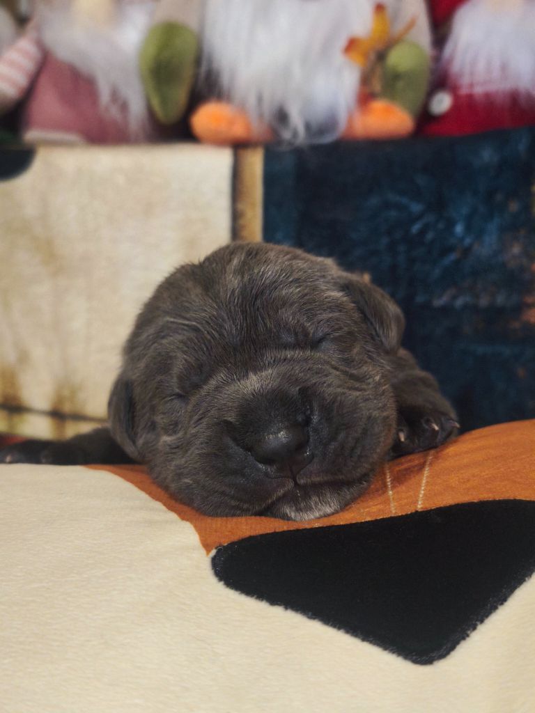 Una bella & Tiger Invictus 