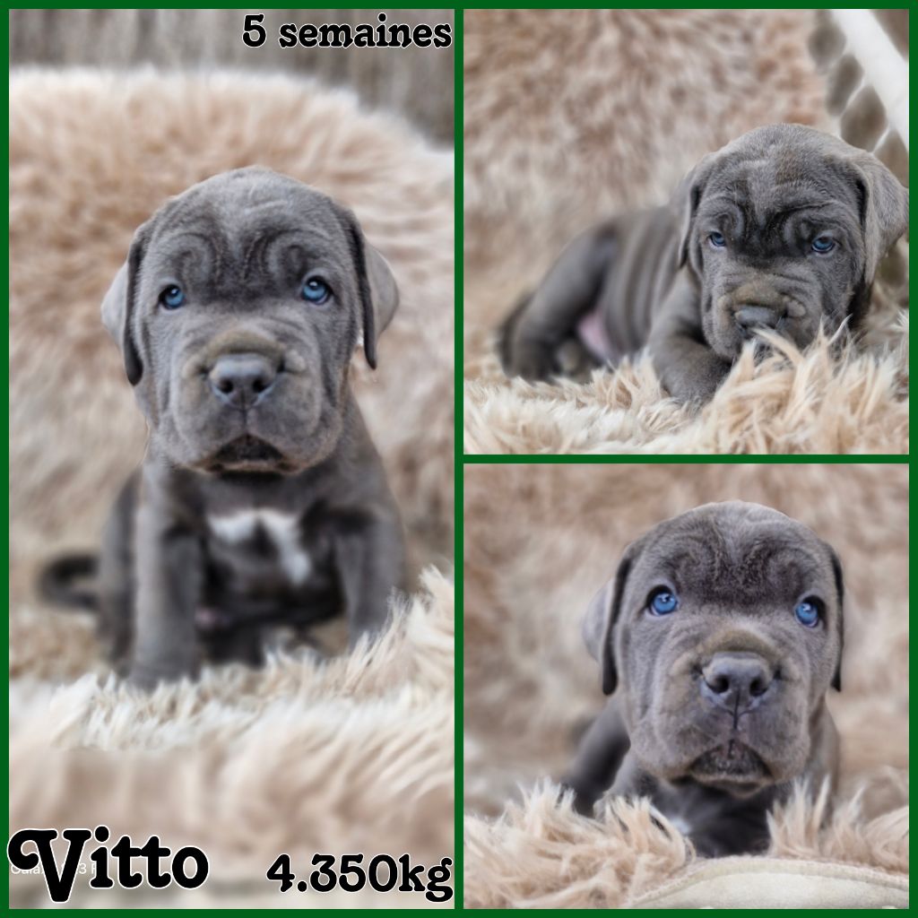Vitto
