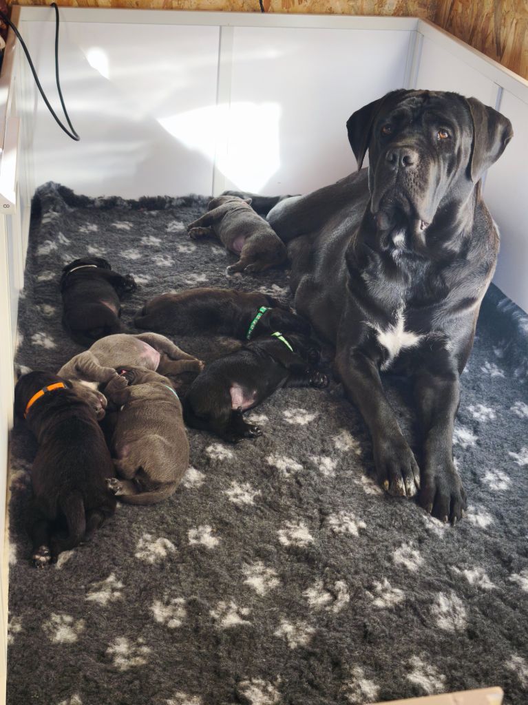 Chiot Cane Corso Des Terres De La Meouge