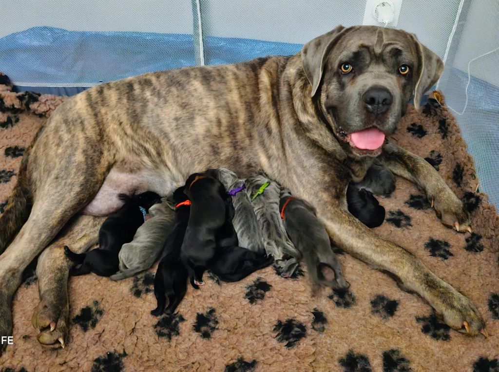 Des Terres De La Meouge - Cane Corso - Portée née le 22/03/2024