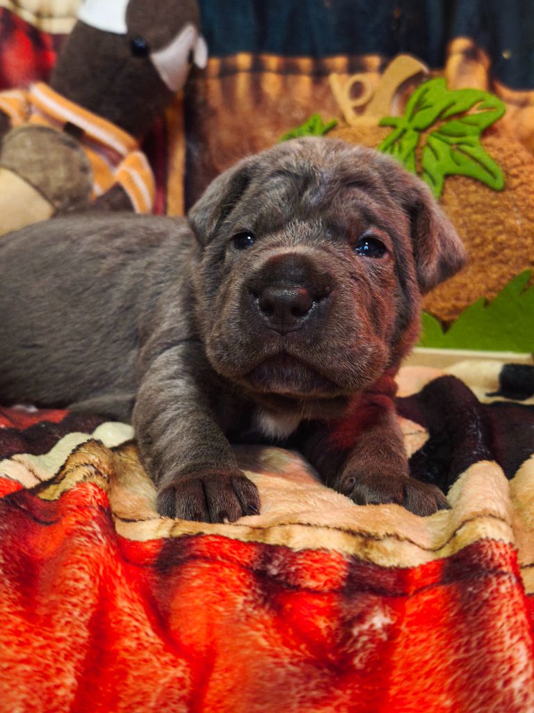 Des Terres De La Meouge - Chiots disponibles - Cane Corso