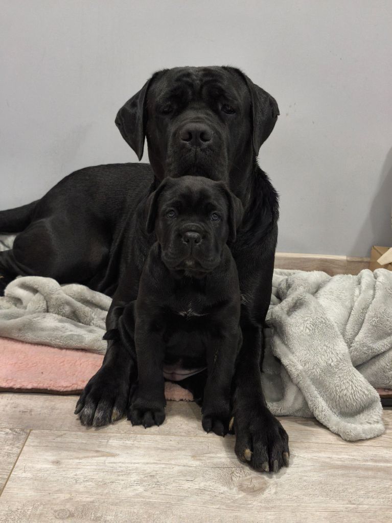 Des Terres De La Meouge - Chiots disponibles - Cane Corso